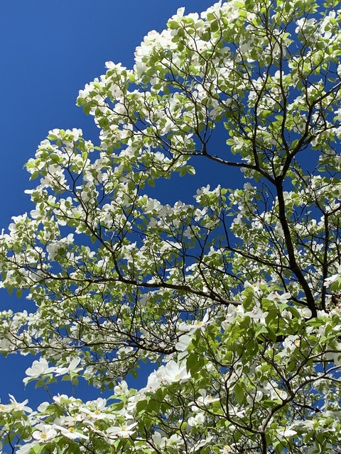 49D19F10-FD6C-4DEE-87C5-F6003D3A8CC7