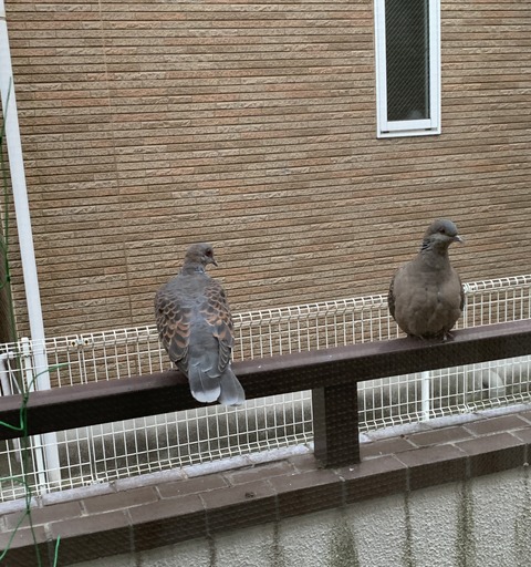 EA2609A5-9599-42AD-8862-353B7BF103B8_1_201_a