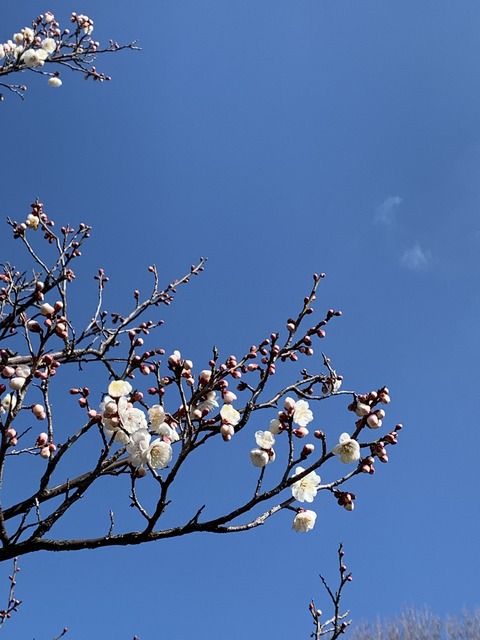 0BEDE1E4-431C-4C9A-8D44-BC16FD432275