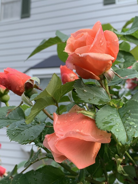 7DE4D57C-9BD1-4C79-8A4A-01C6CCDB32F4