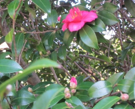 山茶花G