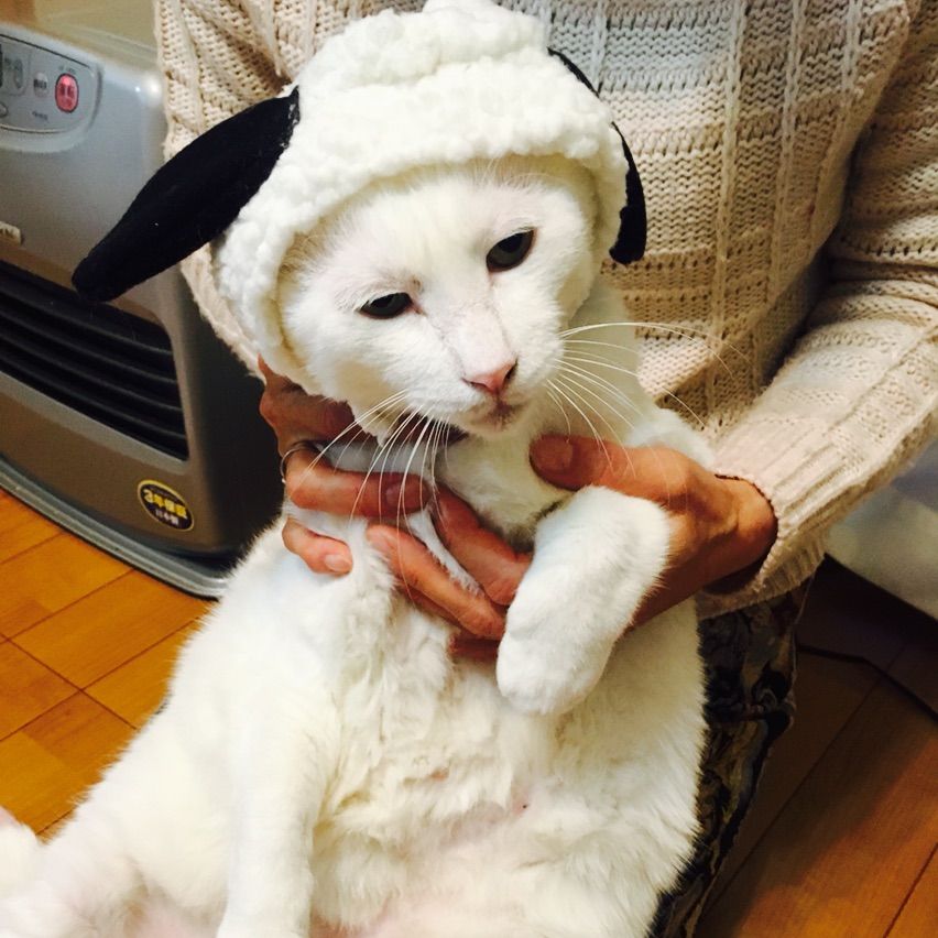 お呼ばれご飯 手作りイタリアンフルコース 美味し過ぎるお料理と素敵なおもてなし 可愛い猫ちゃんもいるよ 横浜dinks生活 お呼ばれご飯 手作りイタリアンフルコース 美味し過ぎるお料理と素敵なおもてなし 可愛い猫ちゃんもいるよ 横浜dinks生活