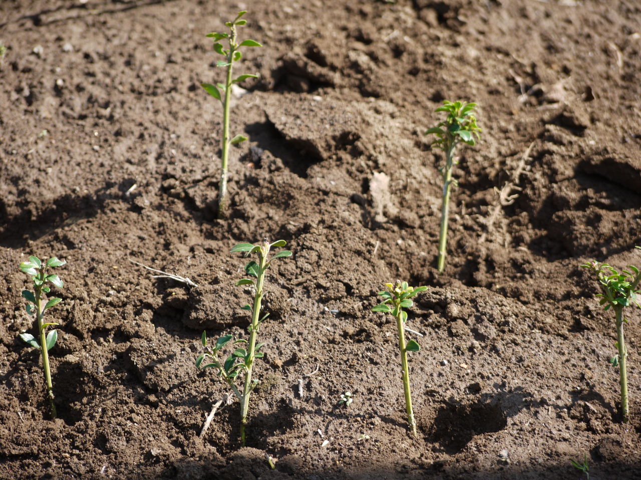 挿し木 桶川加納インター近くの住人