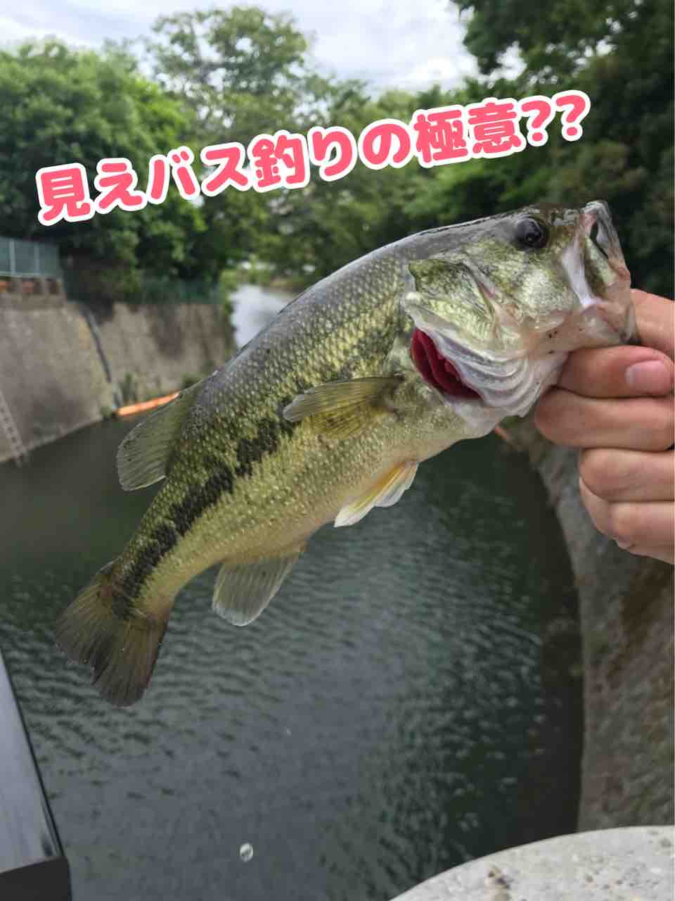 江戸川釣行 見えバスセコ釣り 江戸川でバス釣り にやまん生活 江戸川釣行 見えバスセコ釣り 江戸川でバス釣り にやまん生活