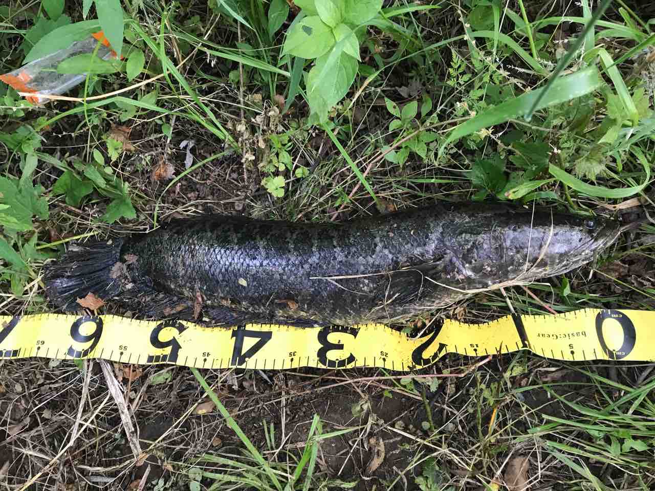 江戸川で65 雷魚を食べることになった件 江戸川でバス釣り にやまん生活
