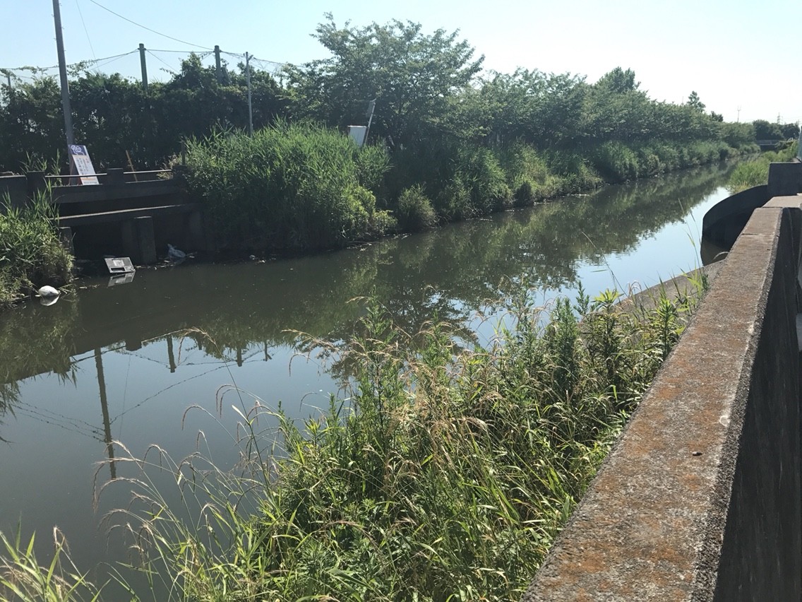 六間川 バス釣り 江戸川でバス釣り にやまん生活 六間川 バス釣り 江戸川でバス釣り にやまん生活