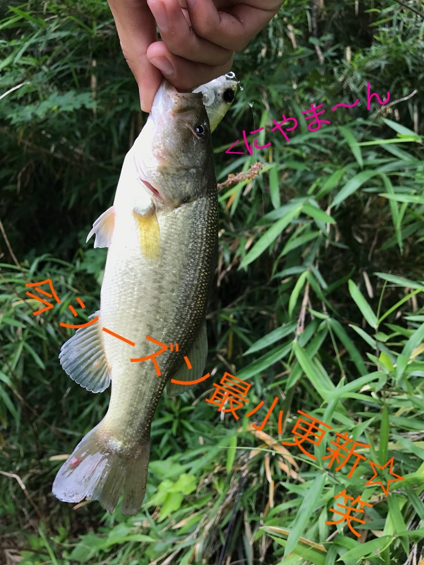 江戸川 野池 バス釣り 江戸川でバス釣り にやまん生活