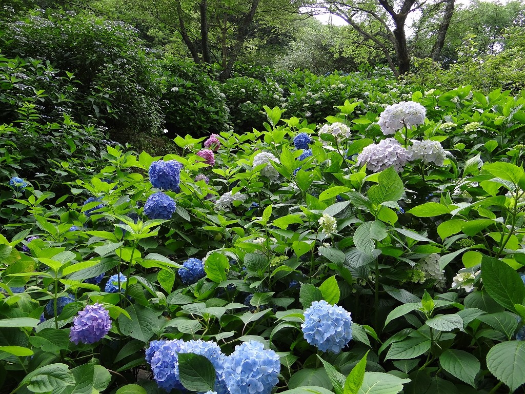 生駒ぬかた園地 あじさいまつり 精神一到何事か成らざらん の心で 生駒ぬかた園地 あじさいまつり 精神一到何事か成らざらん の心で