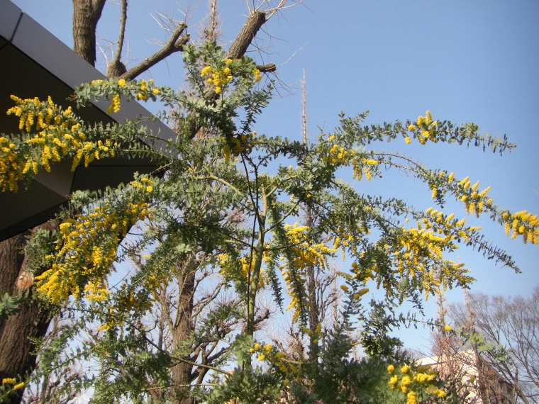 お初の黄色い花の木 元玉拾いの暴走日記