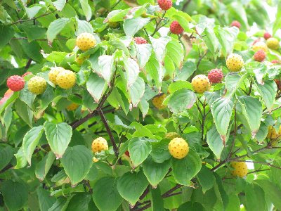 ﾏﾝｶﾞの毒ｷﾉｺのようなﾔﾏﾎﾞｳｼの実 ２元玉拾いの暴走日記