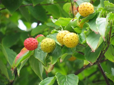 ﾏﾝｶﾞの毒ｷﾉｺのようなﾔﾏﾎﾞｳｼの実 ２元玉拾いの暴走日記