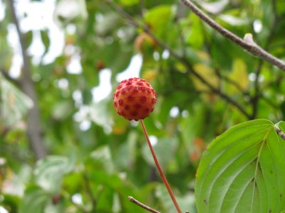 ﾏﾝｶﾞの毒ｷﾉｺのようなﾔﾏﾎﾞｳｼの実 ２元玉拾いの暴走日記