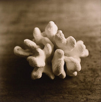 ;�򥫥å�WDSC_0028