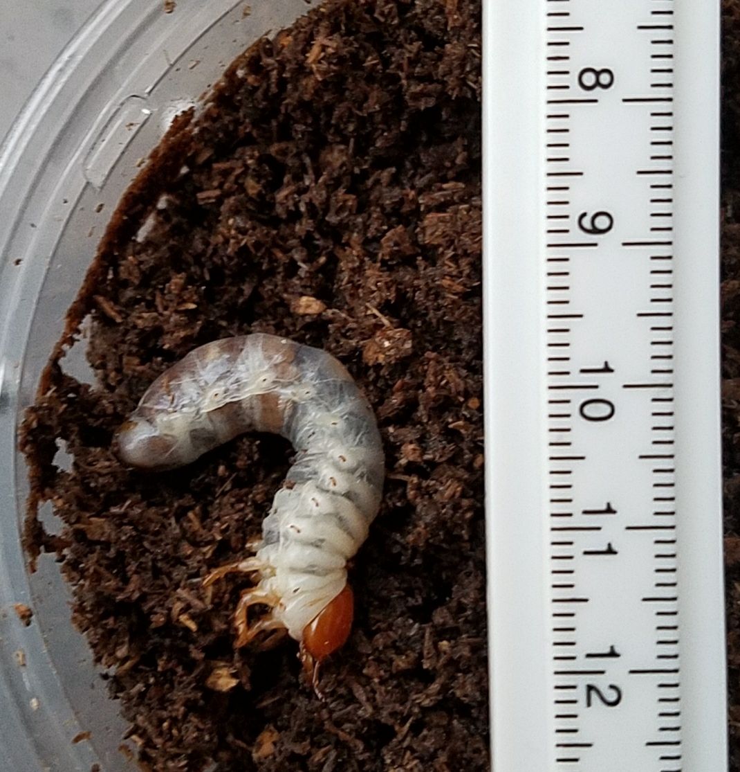ノコギリ幼虫 プリンカップ 8匹 : もちのカブトムシ、クワガタ記録 ノコギリ幼虫 プリンカップ 8匹 : もちのカブトムシ、クワガタ記録