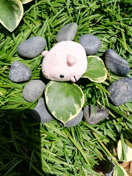 IMG_20190706_130027_20190805173555 (1)