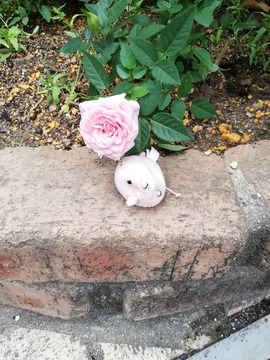 IMG_20190616_115921_20190620115535