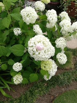 IMG_20190616_120207_20190630182559 (1)