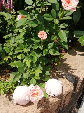 IMG_20190723_124543_20190804090226