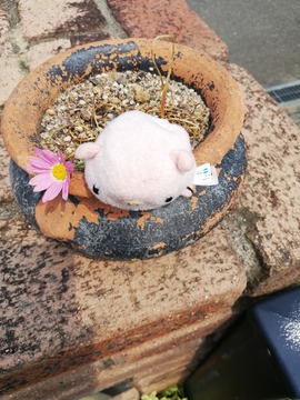 IMG_20190621_140313_20190621181434