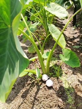 IMG_20190723_125042_20190730104701