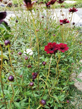 IMG_20190706_125535_20190721071024