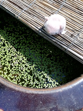 IMG_20190524_140339_20190603235217 (1)