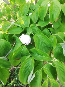 IMG_20190601_164808_20190601193649 (1)