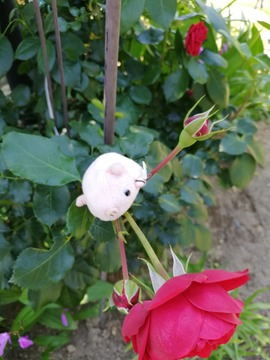 IMG_20190524_140421_20190530093404 (1)