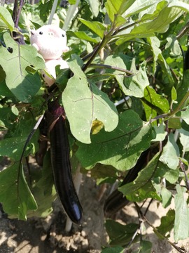 IMG_20190809_140933_1_20190819002839