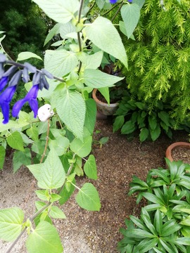 IMG_20190706_125641_20190712154017