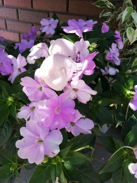 IMG_20190809_141136_20190812173005