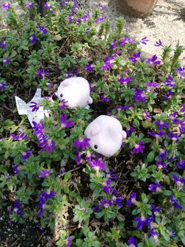 IMG_20190723_12483 1_1_20190728075426 (1)