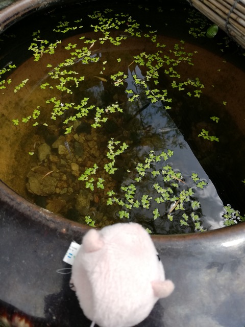 IMG_20190517_132938_20190518081627 (2)