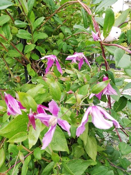 IMG_20190706_125509_20190717105302 (1)