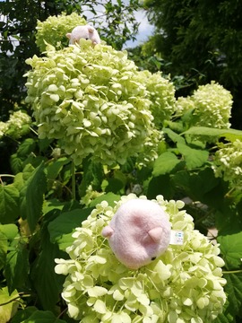 IMG_20190723_124738_20190727084556