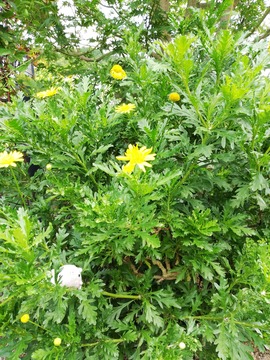 IMG_20190706_125201_20190719114552