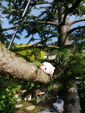 IMG_20190601_164637_20190601193554