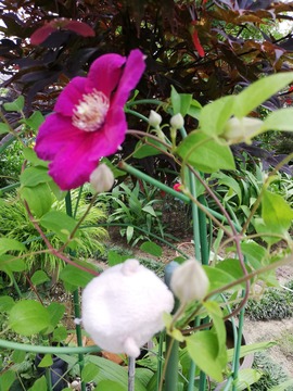 IMG_20190706_125335_20190808084037 (1)