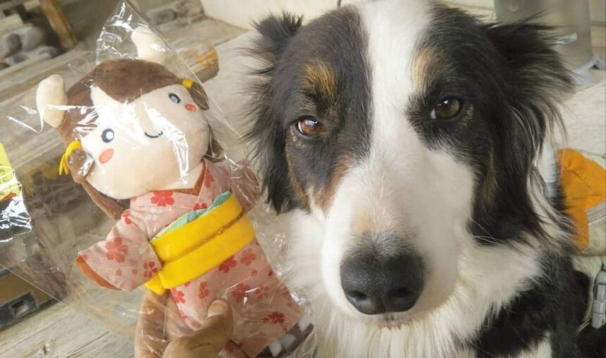 4 11 多気町 女鬼峠清掃登山 ひろいびと 清掃登山犬達と三重県の山ゴミ拾い清掃活動記録 4 11 多気町 女鬼峠清掃登山 ひろいびと 清掃登山犬達と三重県の山ゴミ拾い清掃活動記録
