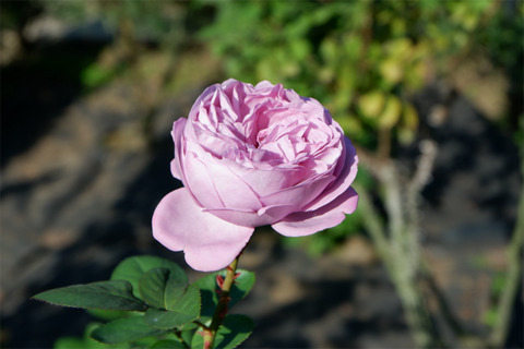 DSCF7567-L