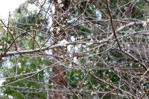 DSCF1212-L