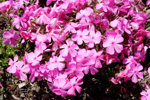 DSCF2756-L