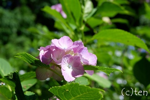 DSCF9332-L