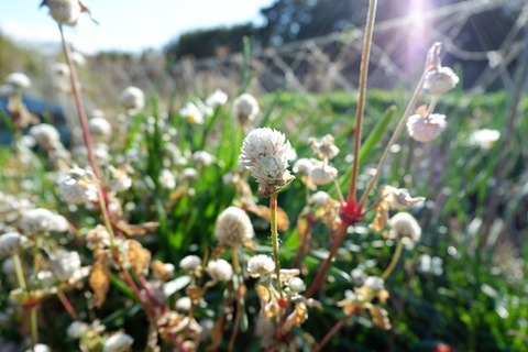 DSCF3399-L