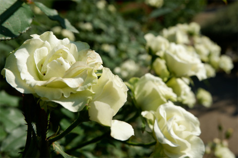 DSCF7586-L