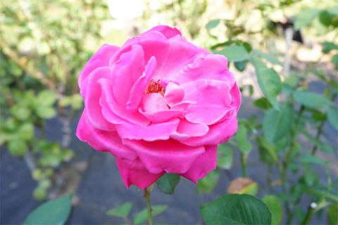DSCF7549-L