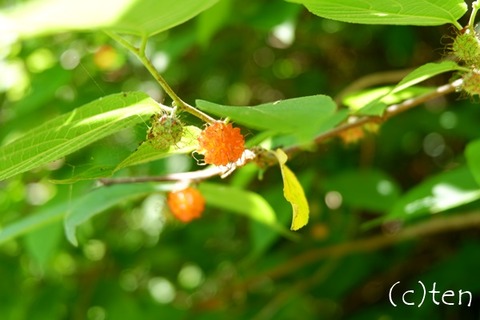 DSCF9255-L