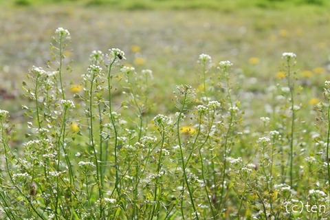 DSCF9160-L