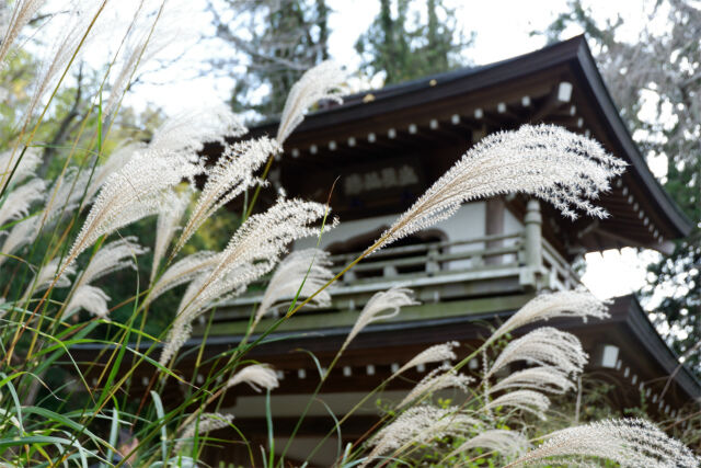 鎌倉と紅葉 浄智寺 19 12 アラサー女子テンのゆるっと自然散歩