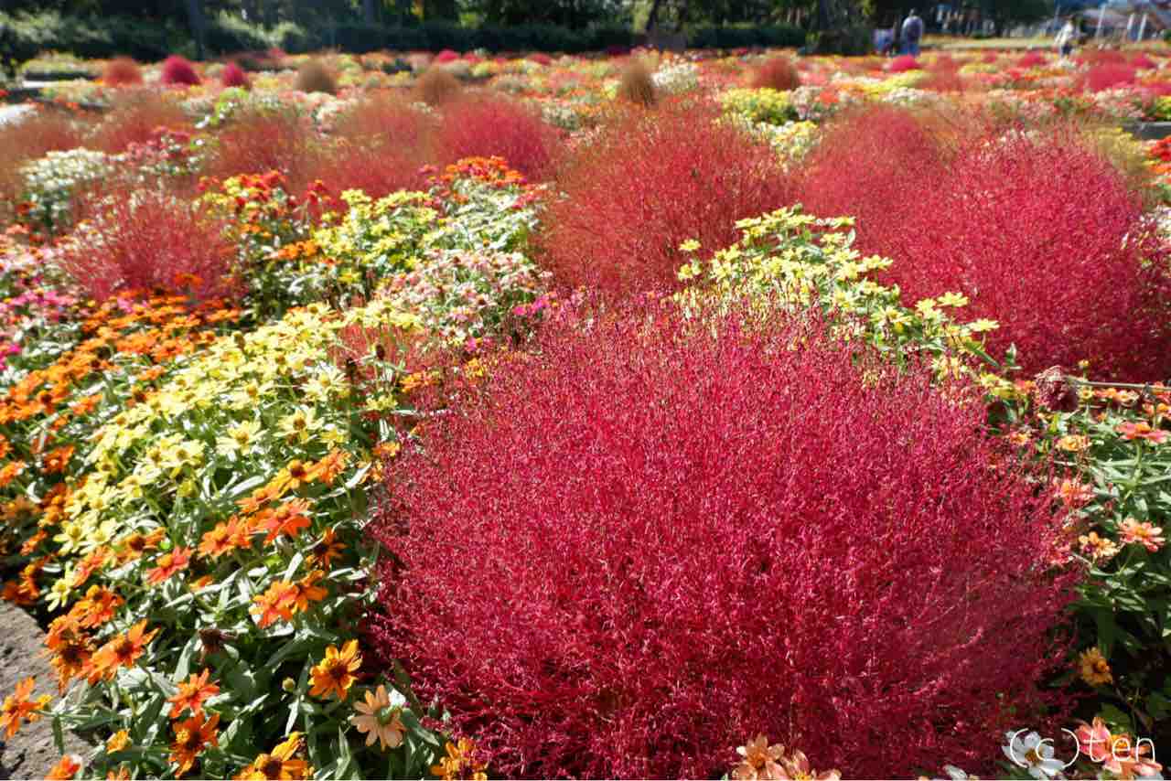 ひたち海浜公園 プレジャーガーデン 草原エリア 21 11 アラサー女子テンのゆるっと自然散歩